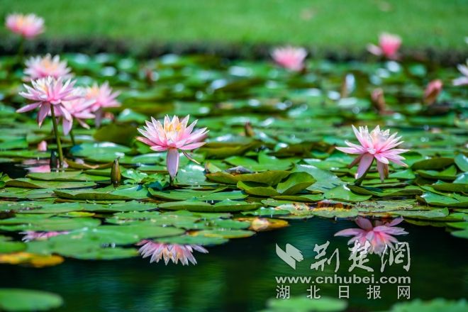 睡蓮展示區(qū)景觀 江濤視覺攝 (6).jpg.jpg