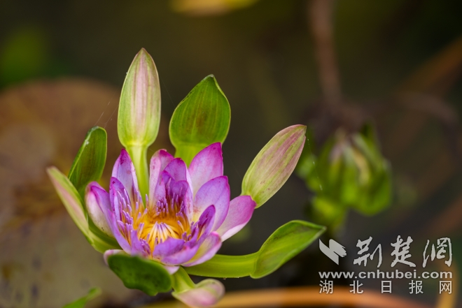 蟹爪睡蓮鄧紅武攝 .jpg